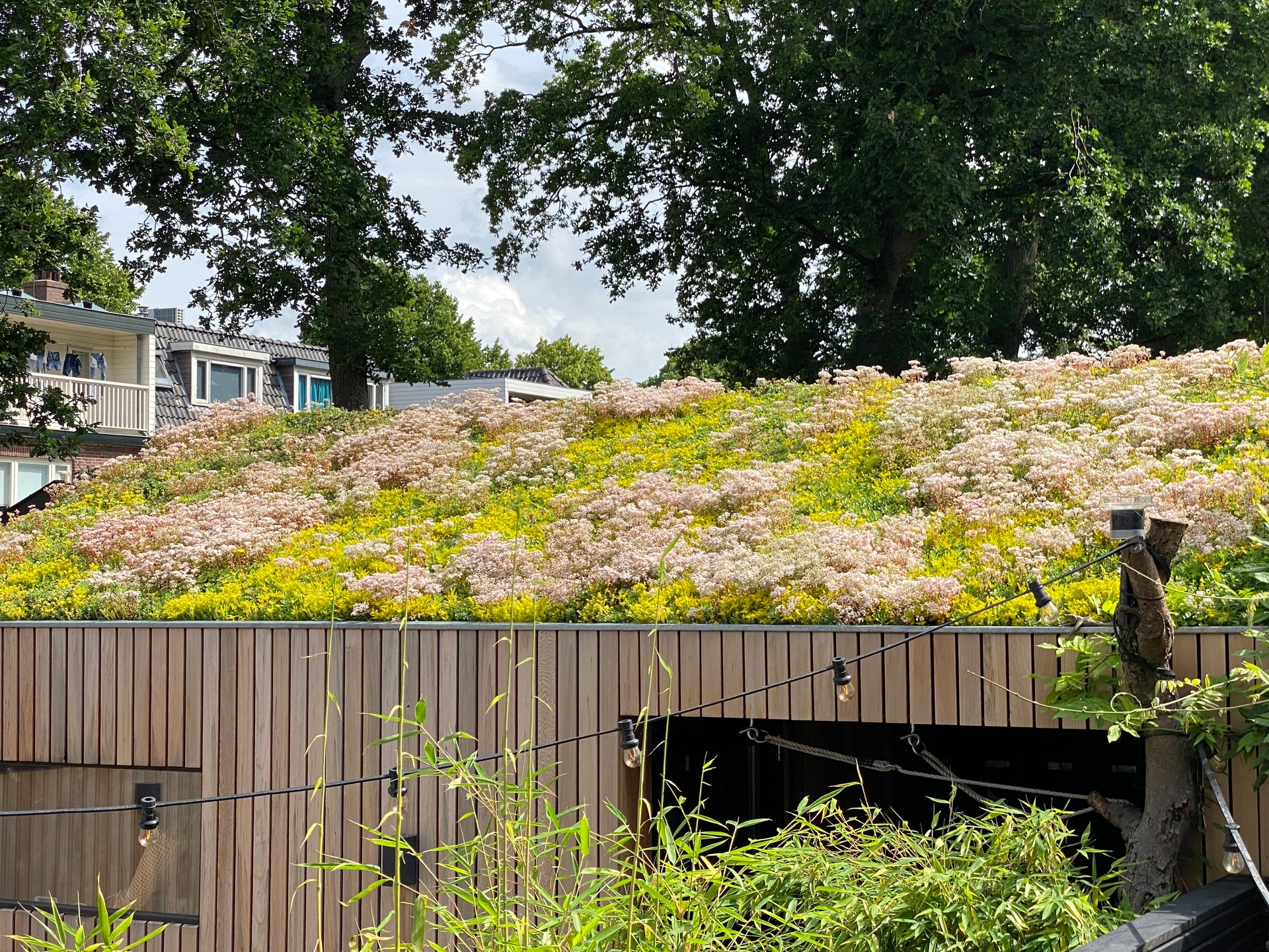 Sedum roof in full blossom